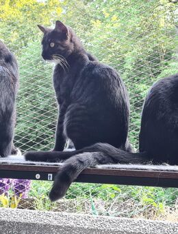 Katzenkinder suchen neues Zuhause - Remscheid