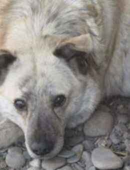 Tamaro mit den großen Knopfaugen 🐾 - Elsdorf (Nordrhein-Westfalen)