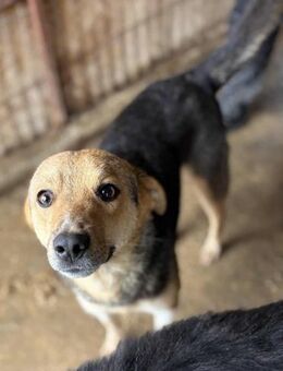 Jano ist eine Schmusebacke 🐾 - Elsdorf (Nordrhein-Westfalen)