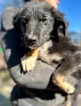 MAGOSCHA ~ schwarz mit braunen Pfötchen - Duisburg