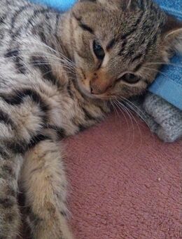 Kitten 3 Monate - Duisburg