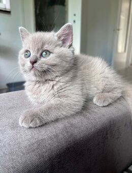 Britisch Kurzhaar Kätzchen – Mädchen, geboren am 26. Juli 2025, in liebevolle Hände ❤️ - Verl