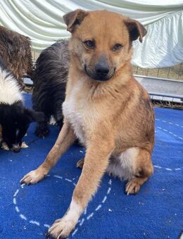 Magnus - zutraulich und kinderlieb - Westerholt