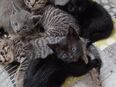 5 bezauberne Katzenbabys Bkh Mix in 26670