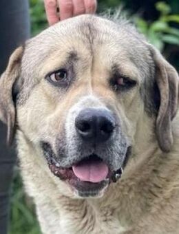 MARLY soll ein besseres Leben haben - Gefrees