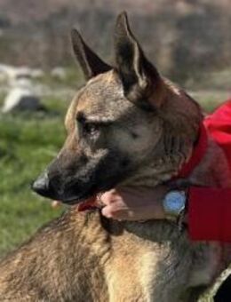 Charmanter Nuvo sucht sein Glück - München