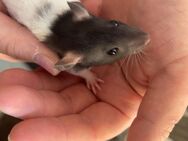 Ratten Babys - Grafschaft