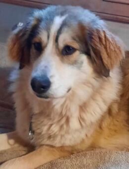 Liebesvoller Familienhund abzugeben - Rohrenfels