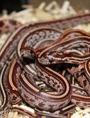 Kornnatter Babys zu verkaufen in 01705