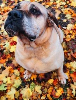 Humphrey-liebenswerter Bollerkopf❤️🙏 - Mylau
