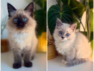 Ragdoll/Heilige Birma Edelmix- abgabebereit - Ingolstadt