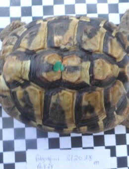 griechische Landschildkröten, boettgerie, aus privater Nachzucht zu verkaufen, Jahrgang 2018 und älter, männliche Tiere - Mainz