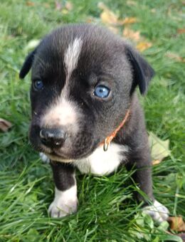 Welpen (Husky-Mischlinge) ab Dezember abgabebereit - Frankfurt (Main)