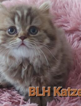Reinrassige Britische Langhaarige Katze von Vereingehörigen zucht - Osnabrück