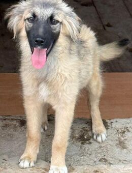 BOBBI sucht seine Familie - Weilheim (Oberbayern)