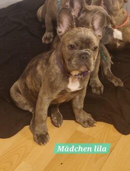 Französische Bulldoggen Welpen suchen ihr Für immer-Zuhause - Bad Brückenau