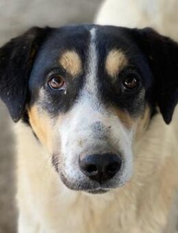 Fanny, geb. ca. 04/2021, Griechenland - Euskirchen