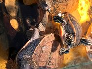 Wasserschildkröten - Einbeck