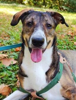 BUBA - wundervolle Seele auf 4 Pfoten - Velbert