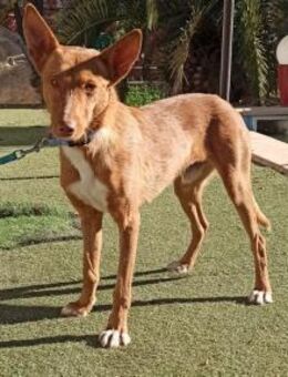 Cherry; ein toller lustiger Junge! - Geilenkirchen