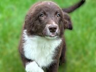 Australian Shepherd Welpen auszugsbereit - Hannover Mitte