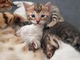 Bengal Kitten Snow Lynx und Bengal Brown Kater Kitten Katze in 45127