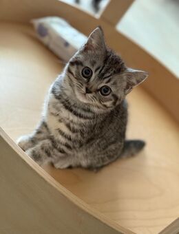 BKH Silver Tabby Weibchen - Bochum Höntrop