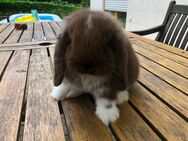 Mini Lop Baby in Choc Mantle sucht - Oberhausen