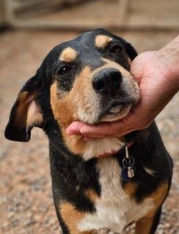 Charis soll nicht vergebens warten - Mettmann