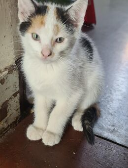 EKH...Kater und Bunte Glückskatzen suchen Dich/Euch - Uebigau-Wahrenbrück