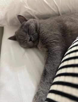 Britisch kurzhaar katze - Bremen