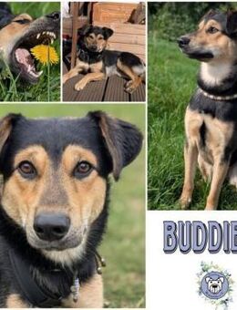 BUDDIE * Traumbursche für Erwachsene - Duisburg