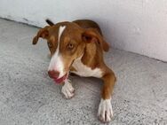 Dana, Podenco Mix sucht Familie - Ratekau