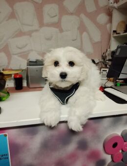 Maltipoo frise - Ellwangen (Jagst)