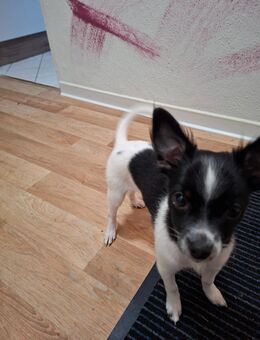 Chiwawa Mischling - Crossen (Elster)