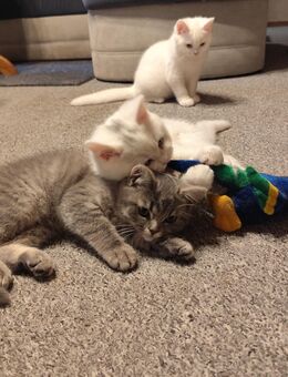 BKH Angora Kitten - Jüterbog