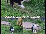 Australian Shepherd Rüde/Welpe - Hötensleben