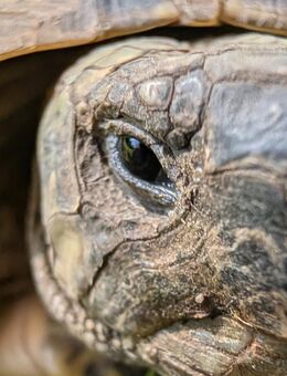 Griechische Landschildkröte, 6 Jahre, abzugeben - bei Bedarf mit Zubehör - Berlin