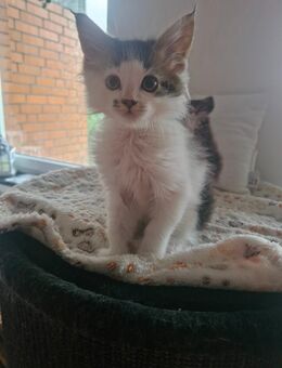 2 Mainecoon Kitten Typ Tabby - Langenhagen