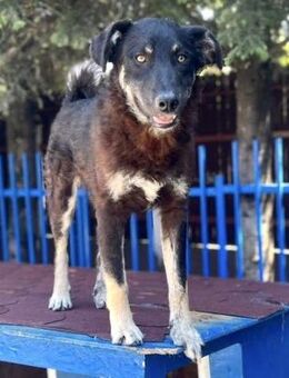 Verträglicher Junghund Jack - Koblenz