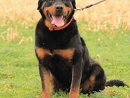 Delgado-VA, Rottweiler mit großem Herz - Neustadt (Rübenberge)