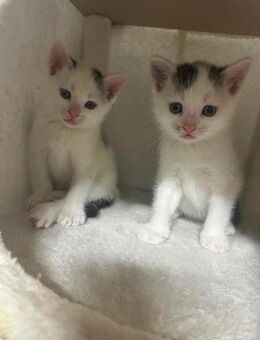 🐾 Süße Kitten abzugeben - Dortmund
