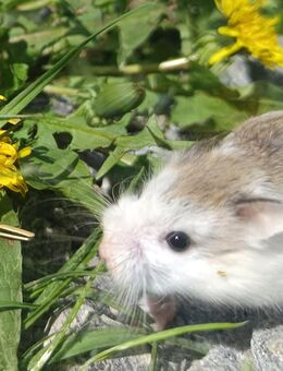 flinke Roborowski Zwerghamster kleinster Hamster der Welt kleinste Hamsterart - Neustadt (Sachsen) Hohwald