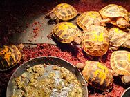 Griechische Landschildkröten Testudo hermanni - Hollfeld