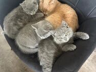 BKH Kitten - Recklinghausen