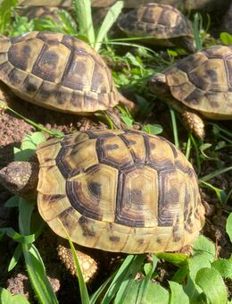 Griechische Landschildkröten (Thb) - Zurow