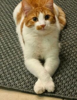 Kater in liebevolle Hände abzugeben - Dülmen