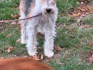 Tiffany - Drahthaar Foxterrier - Frankfurt (Main)