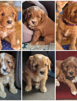 Cavapoo Welpen Hündinnen und Rüden - Eggebek