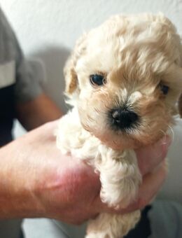 Shih-Poo Welpen - Osterode (Harz)